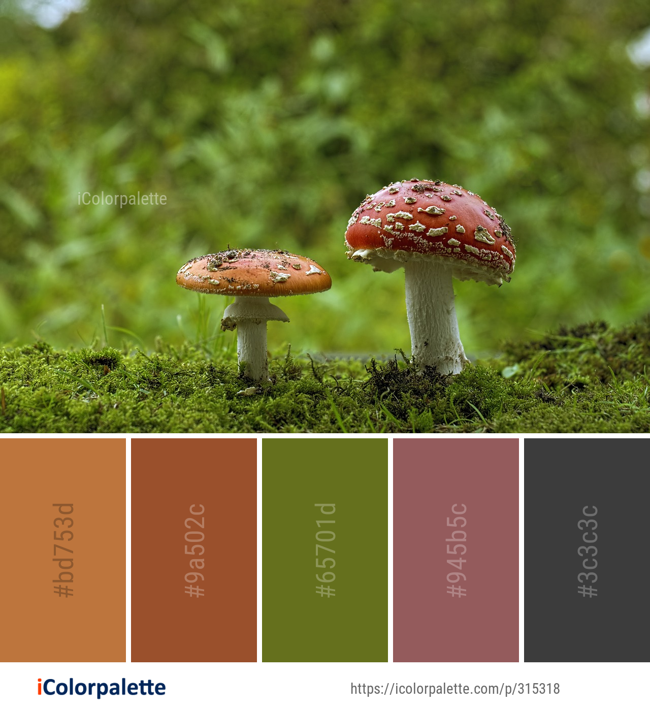 Color Palette Ideas from Mushroom Fungus Agaric Image | iColorpalette