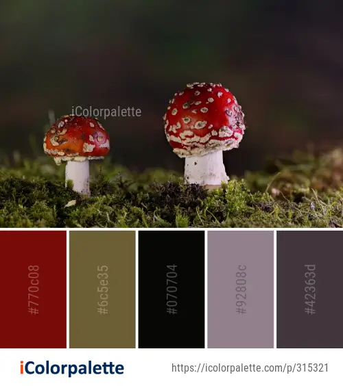 Color Palette Ideas from Mushroom Fungus Agaric Image | iColorpalette