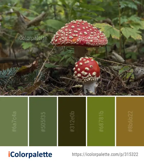 Color Palette Ideas from Fungus Mushroom Vegetation Image | iColorpalette