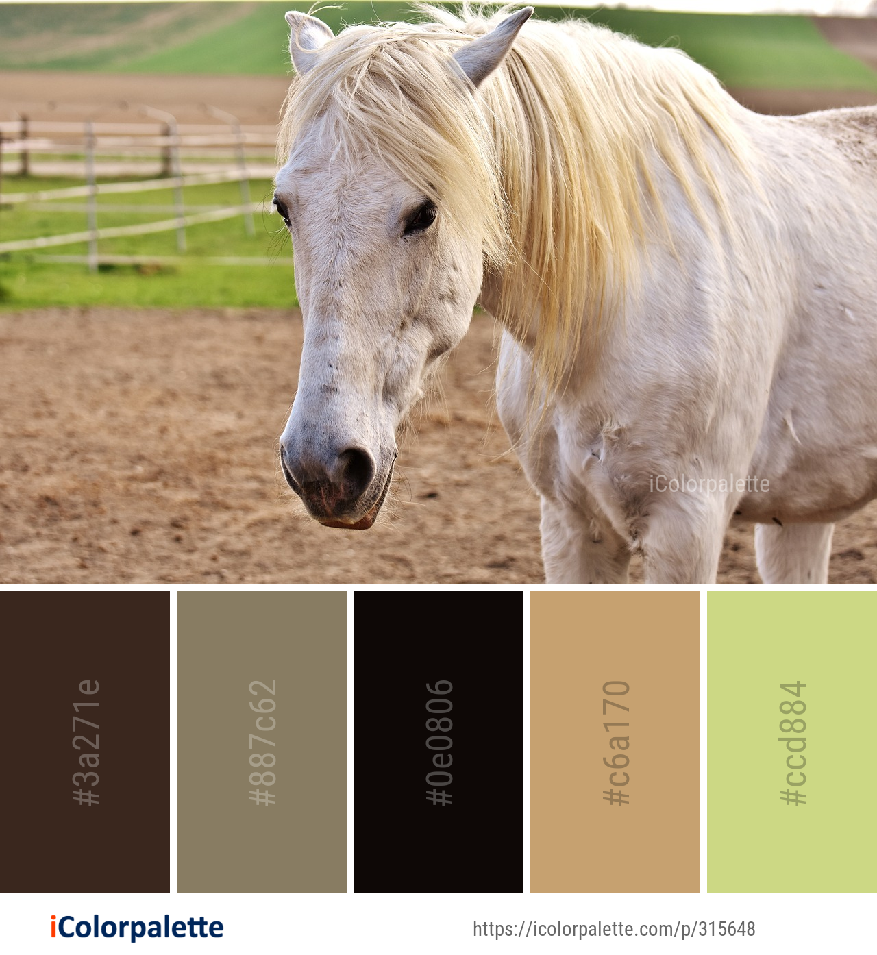 520+ Horse Color Palette ideas in 2025 | iColorPalette