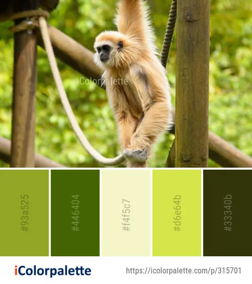Color Palette Ideas from Fauna Mammal Gibbon Image | iColorpalette