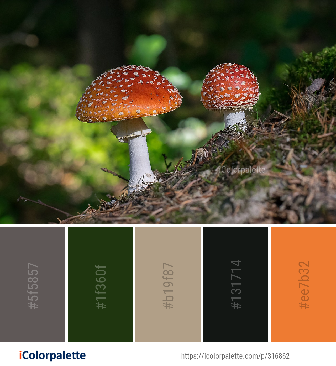 Color Palette Ideas from Mushroom Fungus Agaric Image | iColorpalette