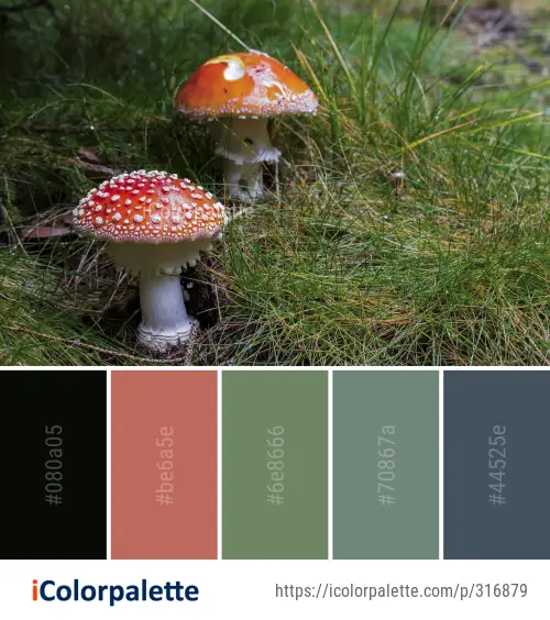 Color Palette Ideas from Mushroom Fungus Agaric Image | iColorpalette