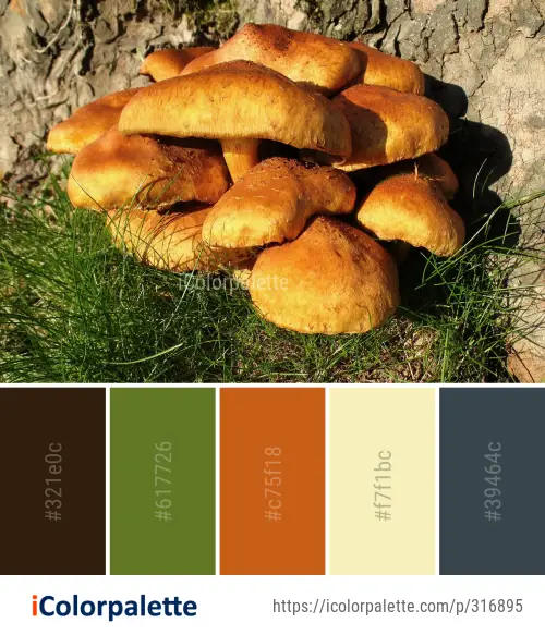Color Palette Ideas from Edible Mushroom Medicinal Image | iColorpalette