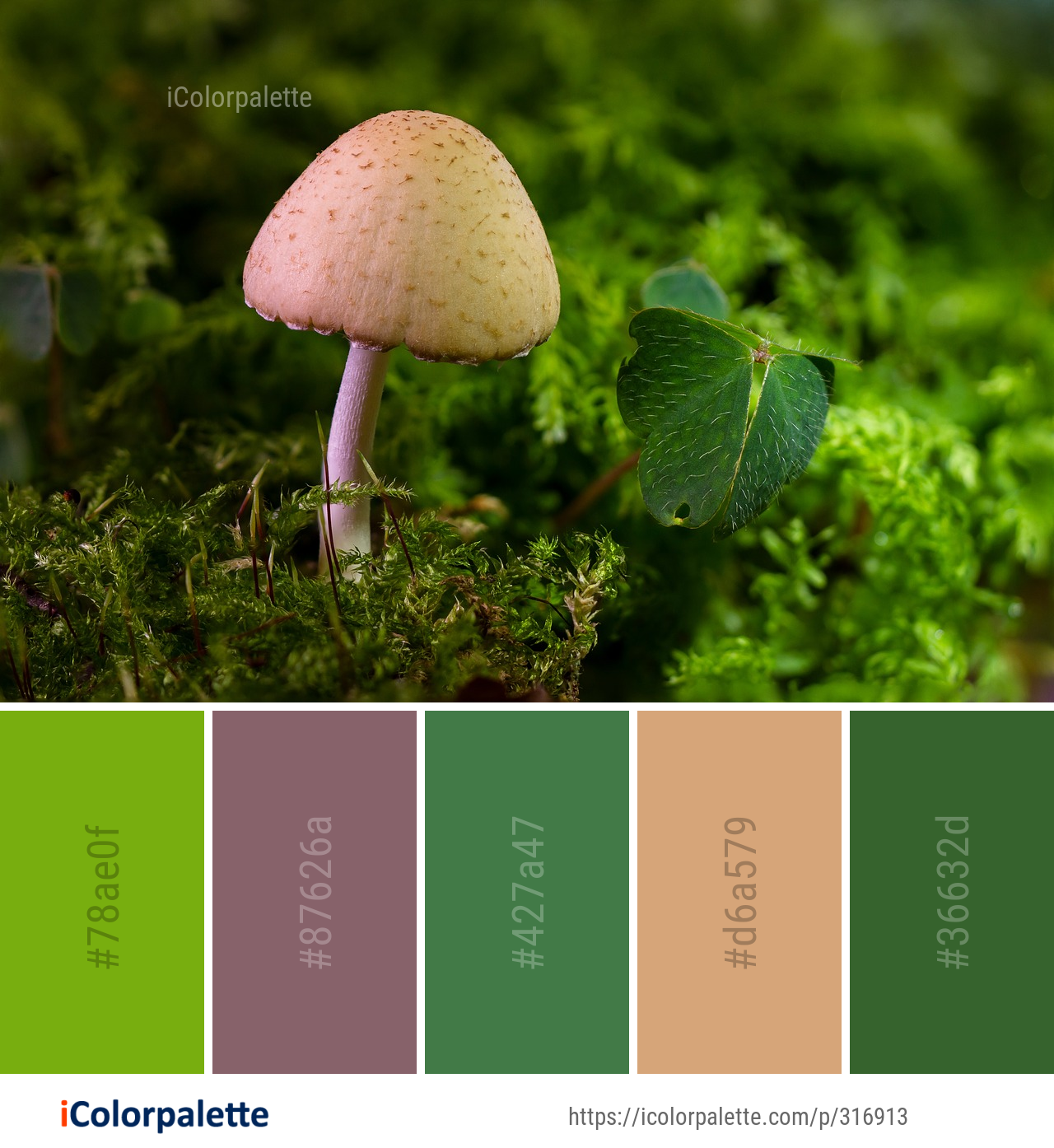 Color Palette Ideas from Mushroom Fungus Edible Image | iColorpalette