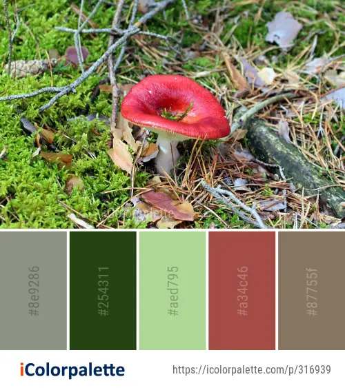 Color Palette Ideas from Fungus Vegetation Mushroom Image | iColorpalette