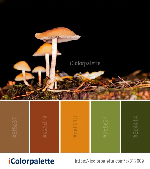 Color Palette Ideas from Mushroom Fungus Edible Image | iColorpalette