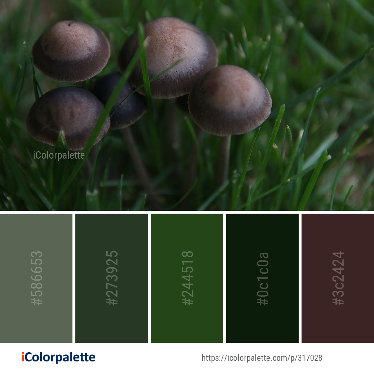 Color Palette Ideas from Mushroom Fungus Edible Image | iColorpalette