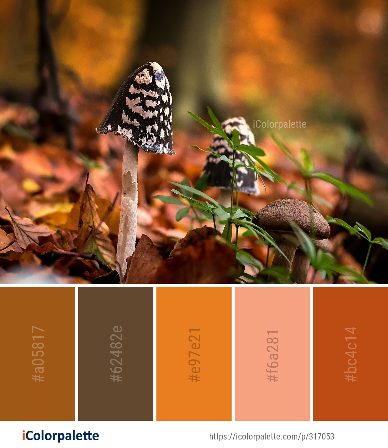 Color Palette Ideas from Butterfly Leaf Moths And Butterflies Image ...