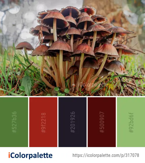 Color Palette Ideas from Fungus Mushroom Edible Image | iColorpalette
