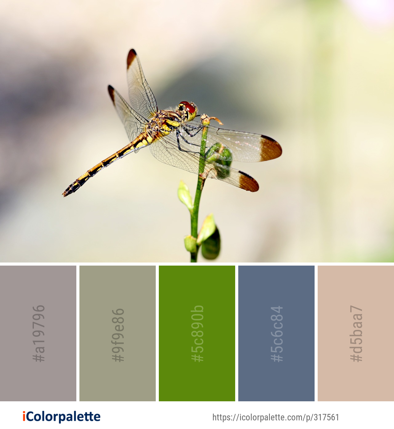 Color Palette Ideas from Insect Dragonfly Dragonflies And Damseflies