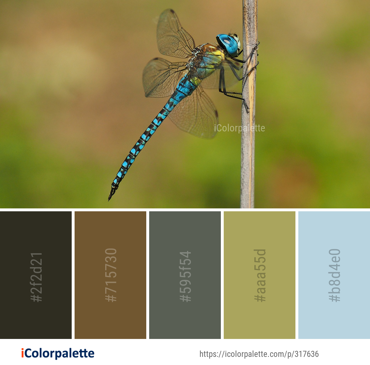 Color Palette Ideas from Dragonfly Insect Dragonflies And Damseflies