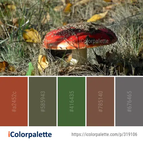 Color Palette Ideas from Mushroom Fungus Penny Bun Image | iColorpalette