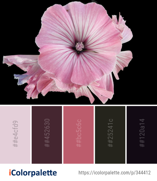 Color Palette Ideas from Flower Pink Flowering Plant Image