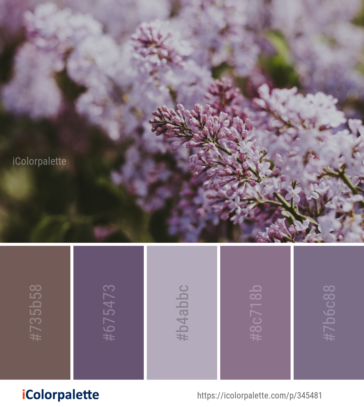 Color Palette Ideas from Flower Lilac Pink Image | iColorpalette