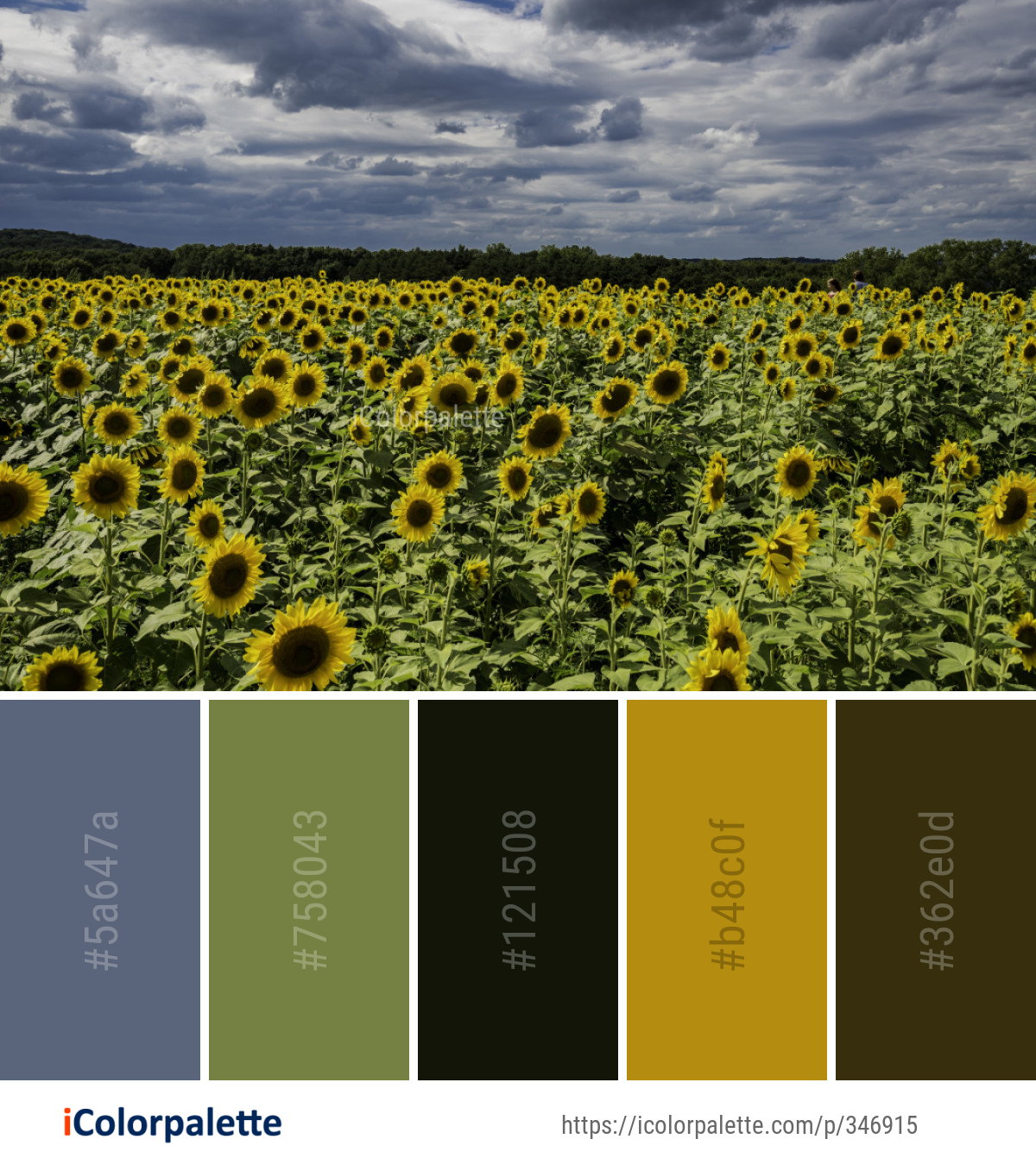 Color Palette Ideas from Flower Sunflower Field Image