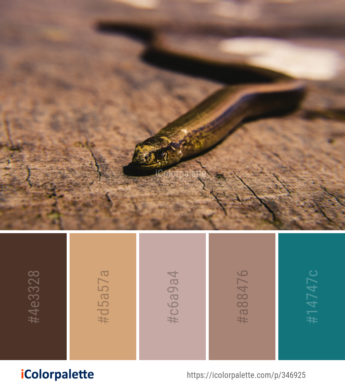 Color Palette Ideas from Reptile Snake Scaled Image