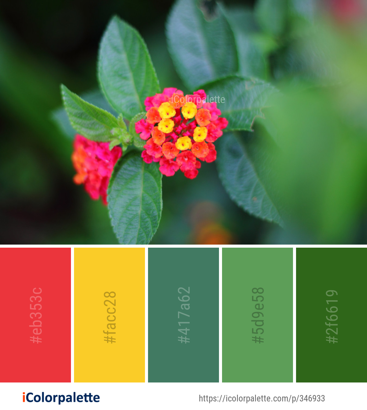 Color Palette Ideas from Flower Flora Lantana Camara Image