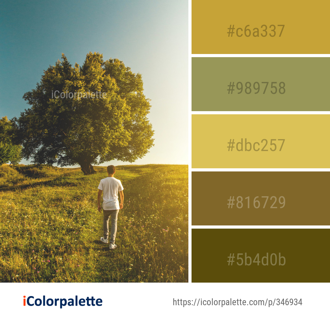 Color Palette Ideas from Tree Nature Sky Image