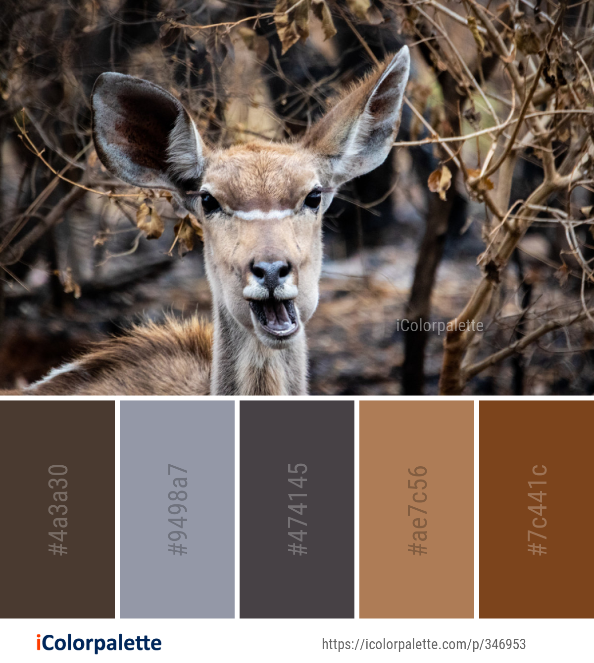 Color Palette Ideas from Wildlife Fauna Terrestrial Animal Image