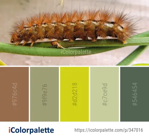 Color Palette Ideas from Caterpillar Larva Insect Image