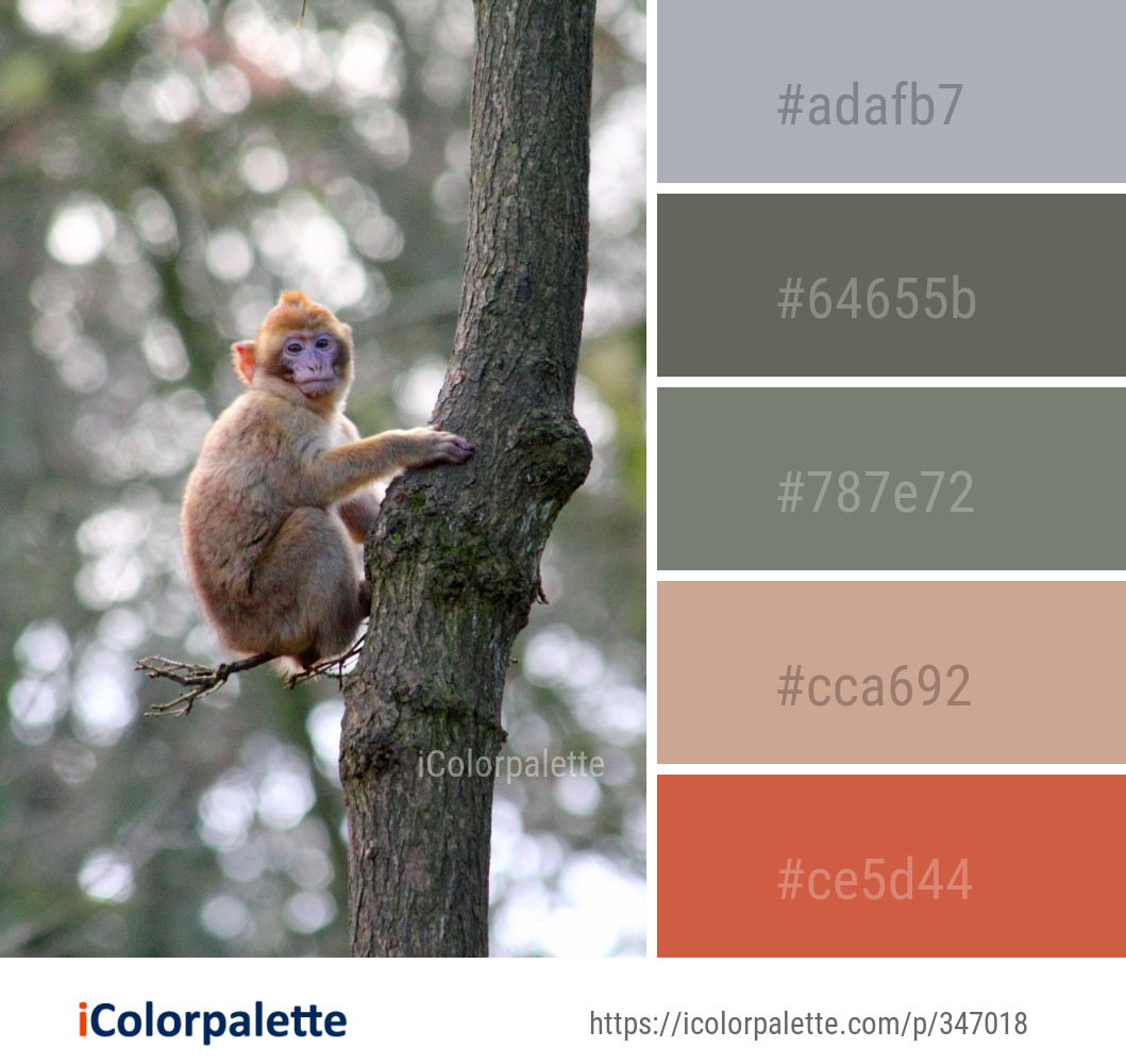 Color Palette Ideas from Mammal Fauna Macaque Image