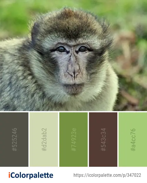 Color Palette Ideas from Macaque Mammal Fauna Image