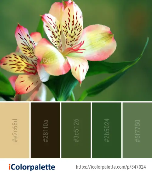 Color Palette Ideas from Flower Plant Peruvian Lily Image