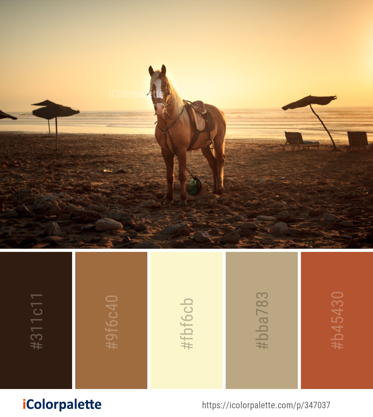 Color Palette Ideas from Horse Sky Like Mammal Image
