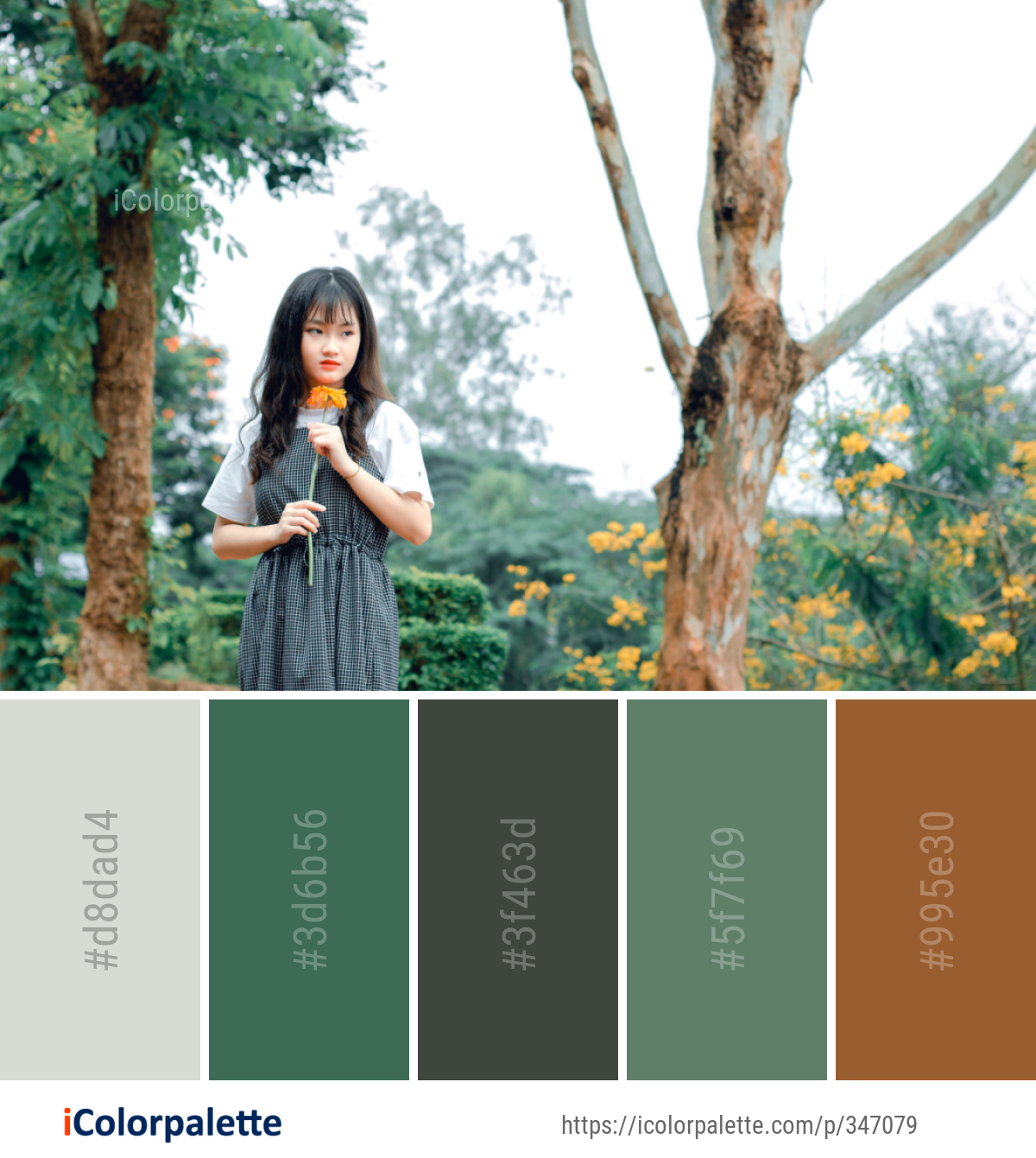 Color Palette Ideas from Tree Nature Photograph Image