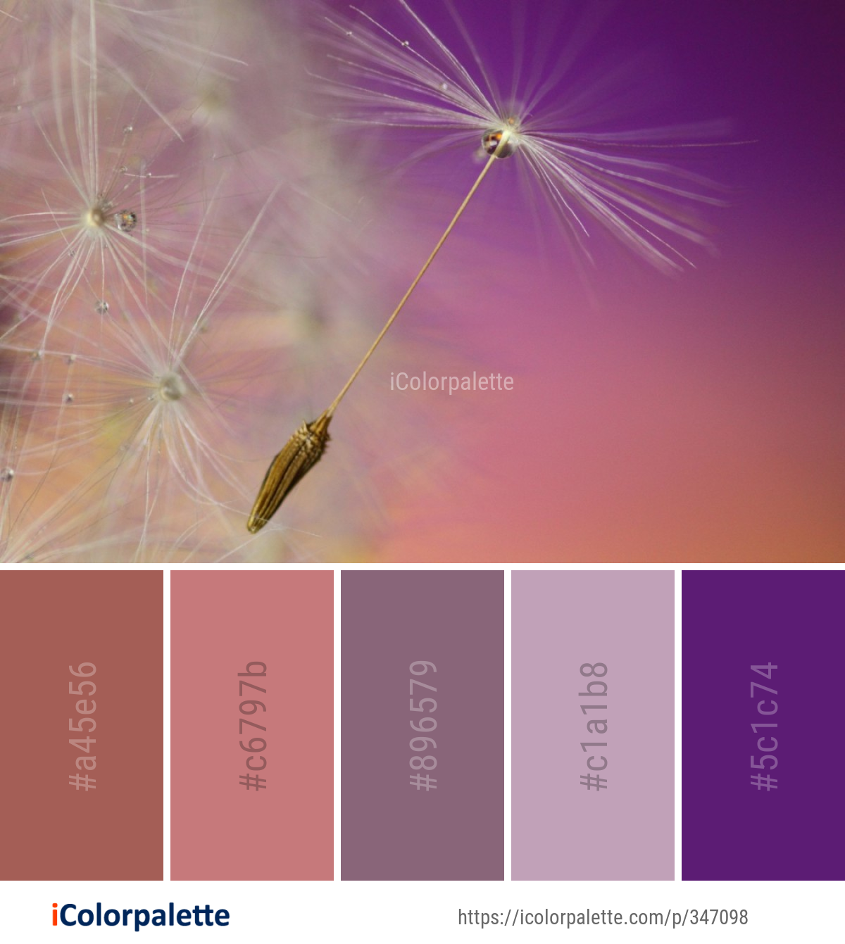 Color Palette Ideas from Flower Sky Macro Photography Image