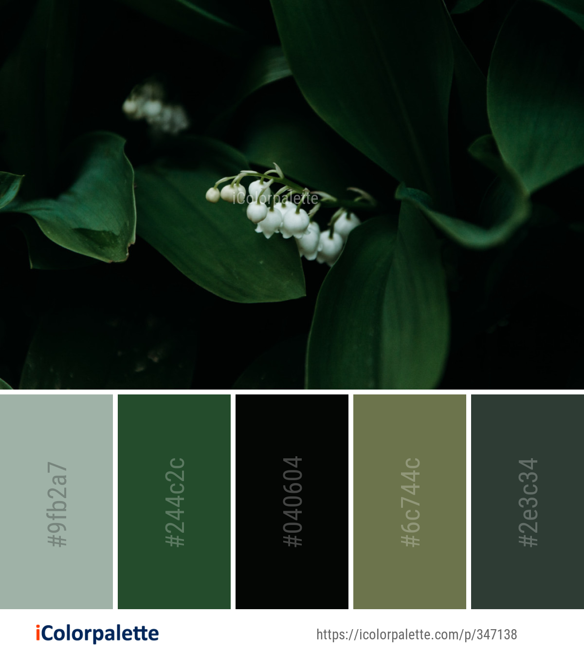 Color Palette Ideas from Flora Flower Plant Image