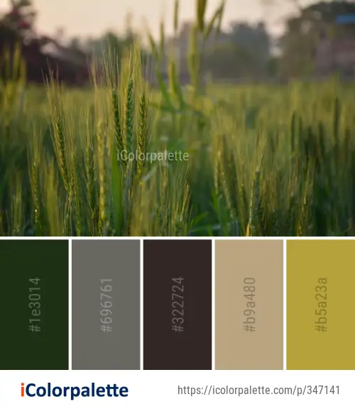 Color Palette Ideas from Field Grass Crop Image