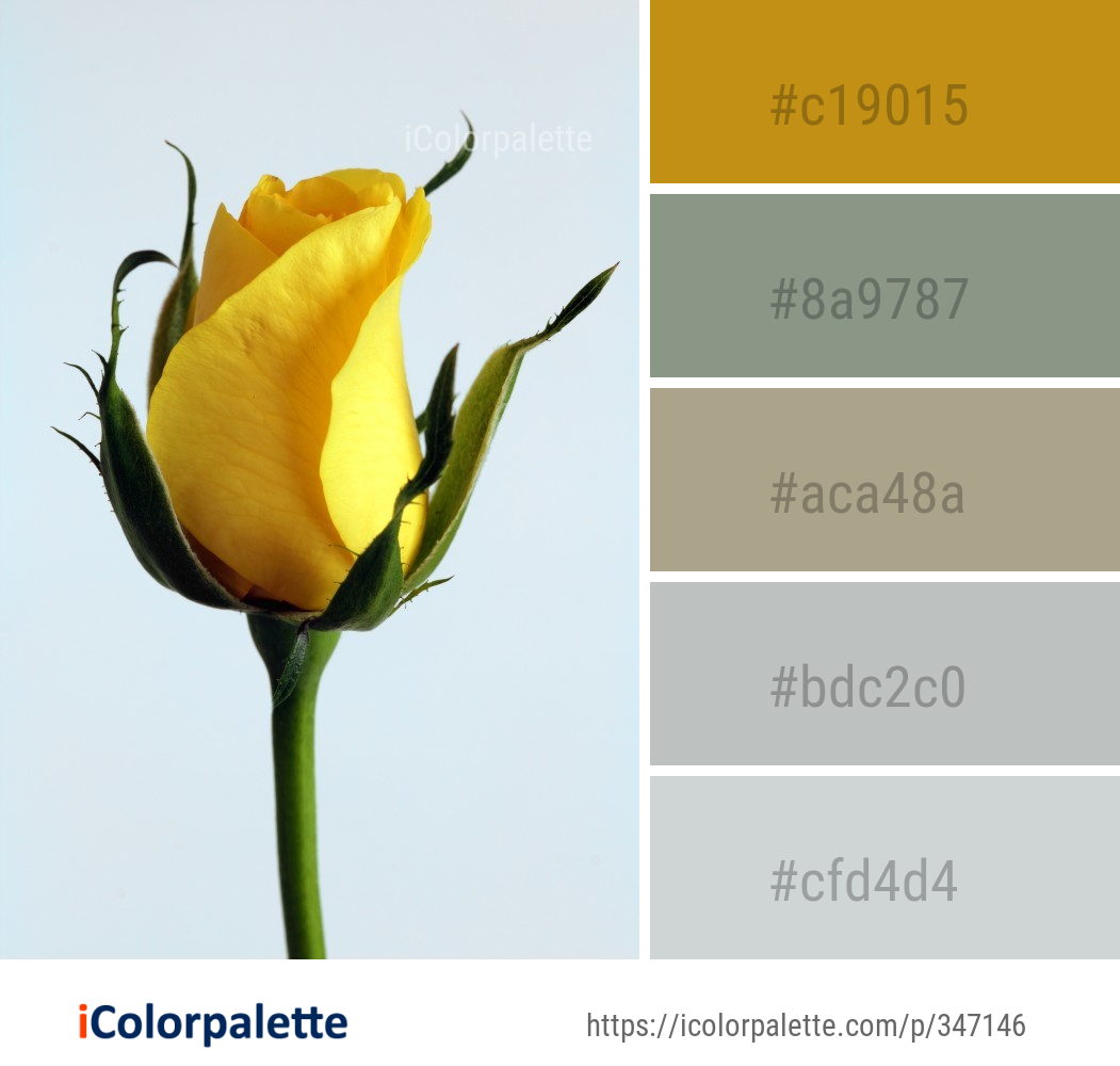Color Palette Ideas from Flower Yellow Rose Family Image