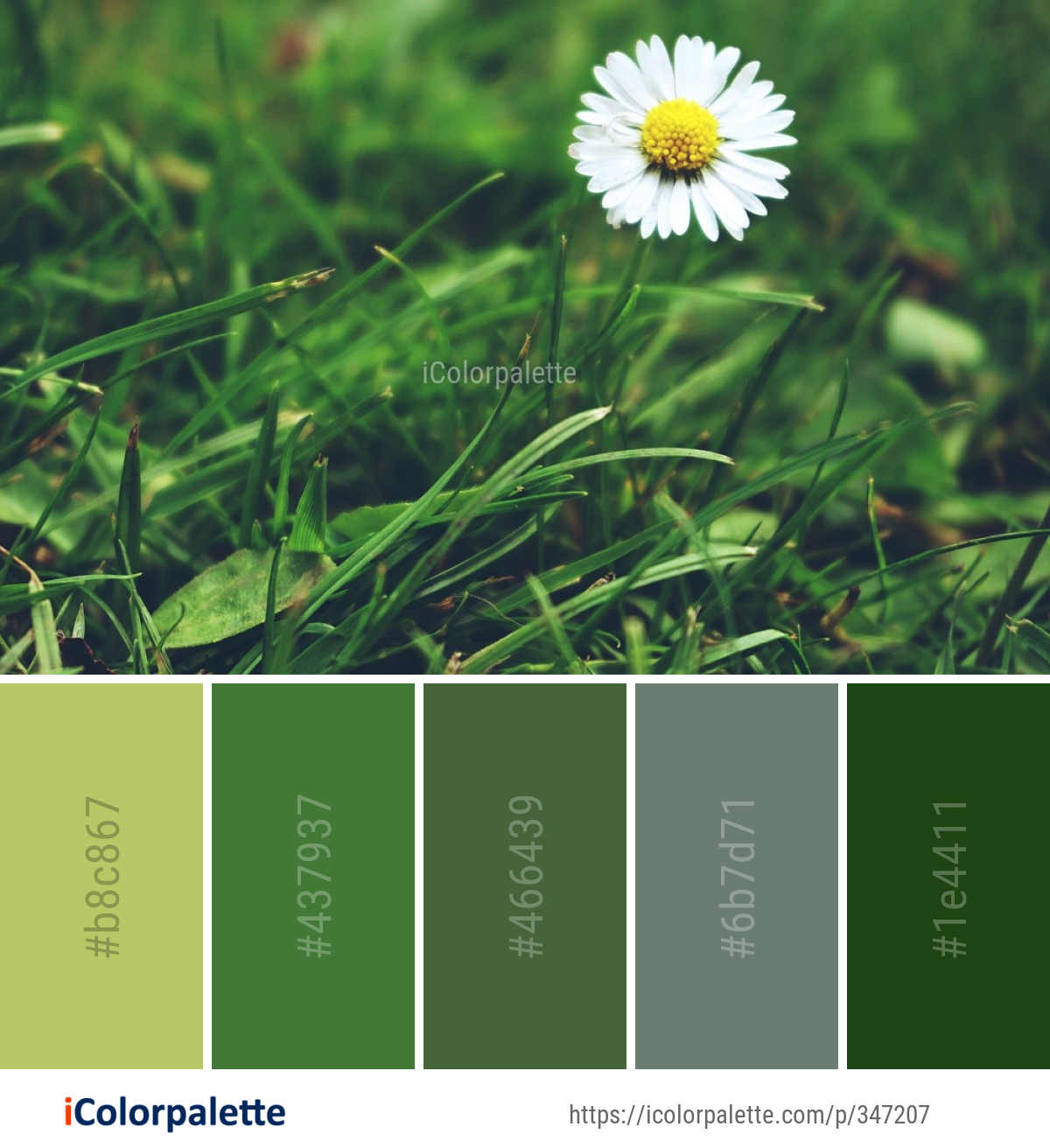 Color Palette Ideas from Flower Daisy Flora Image