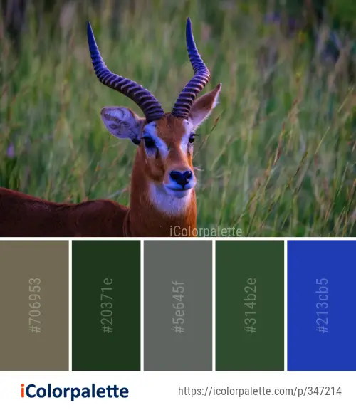 Color Palette Ideas from Wildlife Fauna Antelope Image