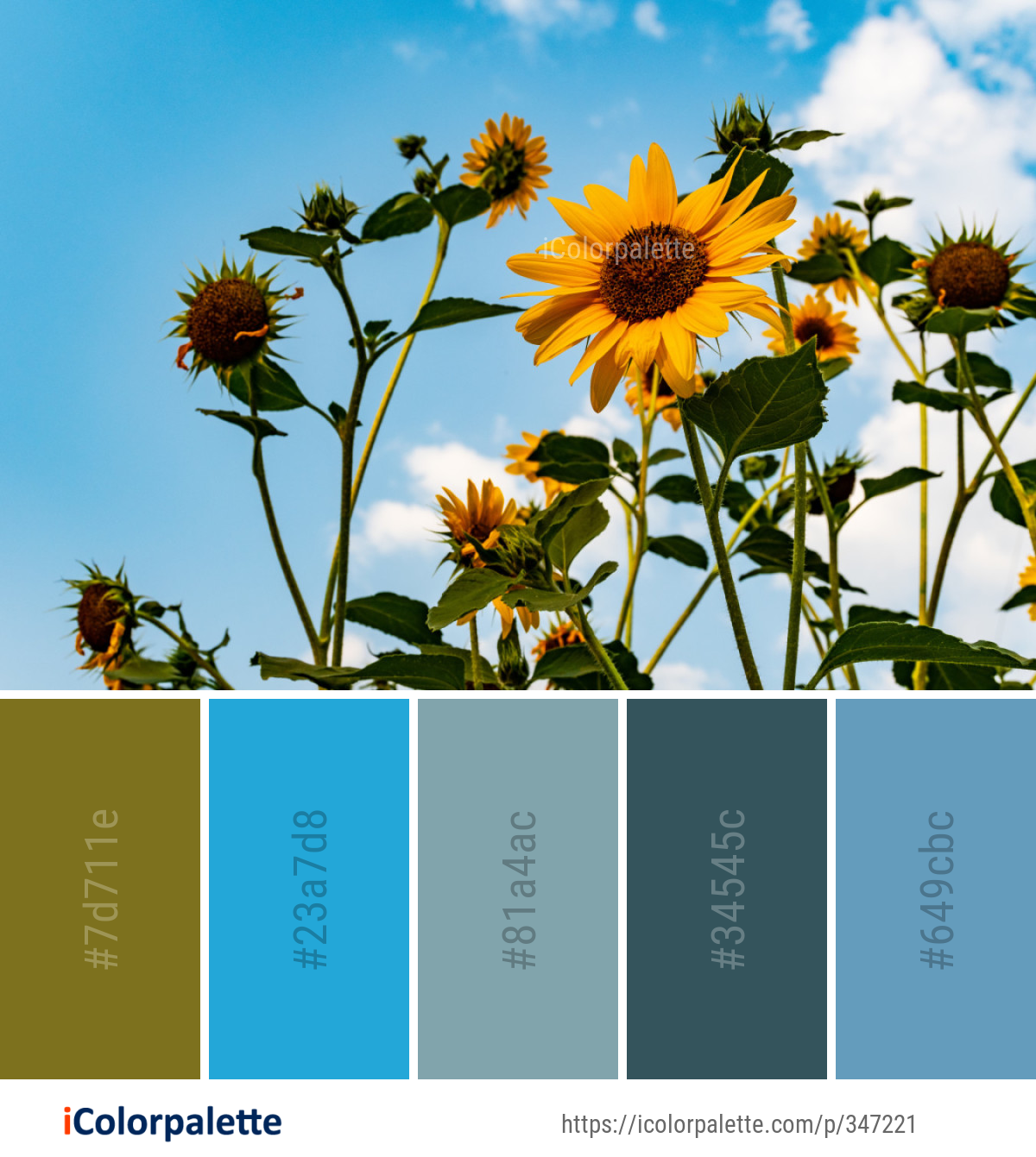 Color Palette Ideas from Flower Plant Sunflower Image