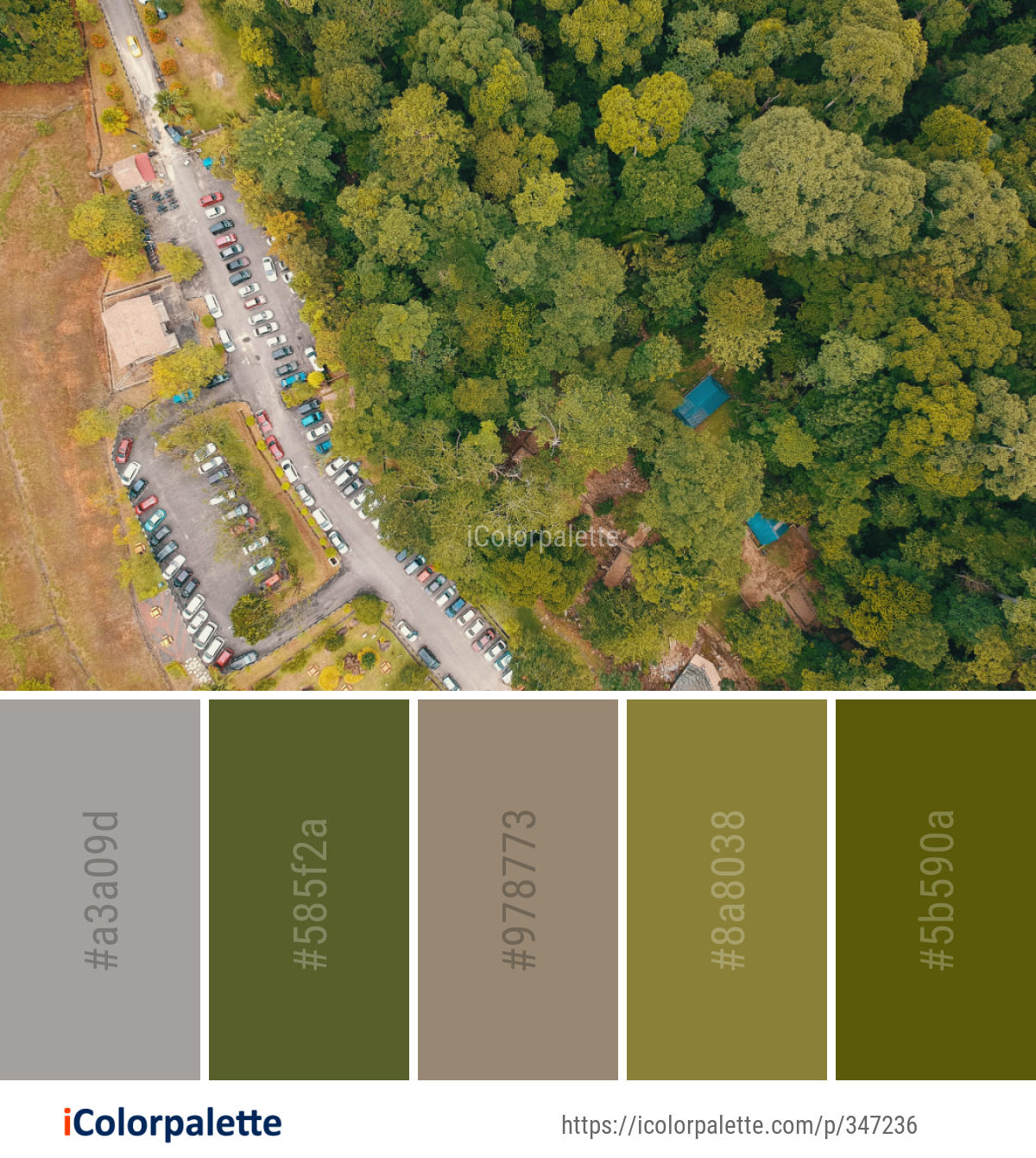 Color Palette Ideas from Aerial Photography Bird’s Eye View Tree Image