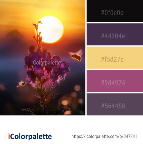 Color Palette Ideas from Flower Sky Petal Image