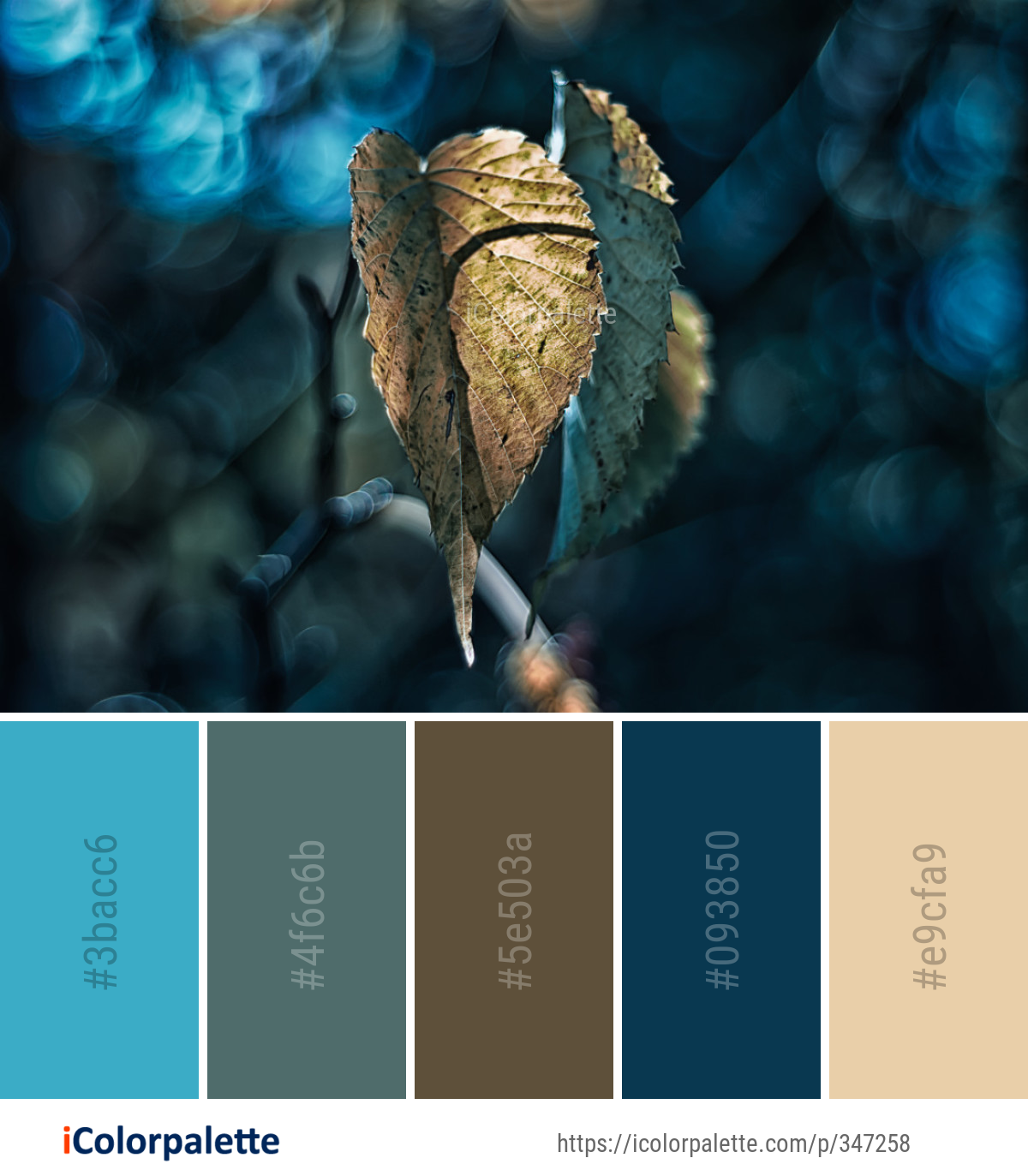 Color Palette Ideas from Leaf Water Close Up Image