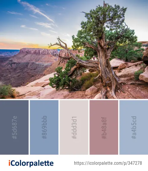 Color Palette Ideas from Tree Sky Woody Plant Image