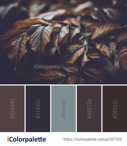 Color Palette Ideas from Close Up Macro Photography Organism Image