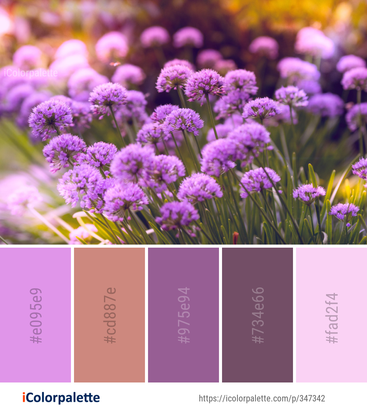 Color Palette Ideas from Flower Purple Pink Image