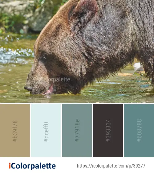 Color Palette Ideas from Brown Bear Grizzly Mammal Image