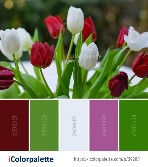 Color Palette Ideas from Flower Plant Tulip Image