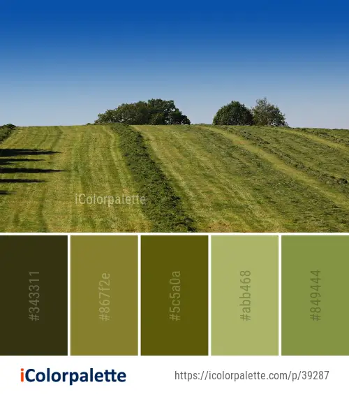 Color Palette Ideas from Grassland Sky Field Image