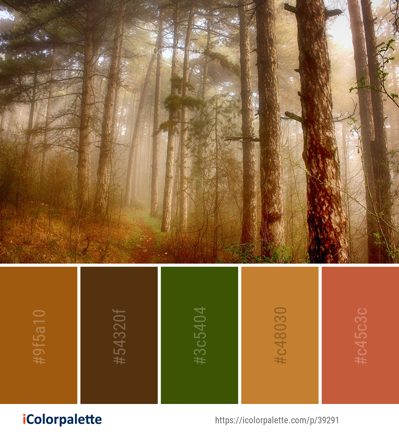 Color Palette Ideas from Forest Woodland Ecosystem Image