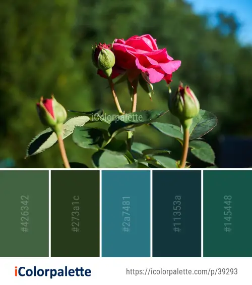 Color Palette Ideas from Flower Plant Rose Family Image