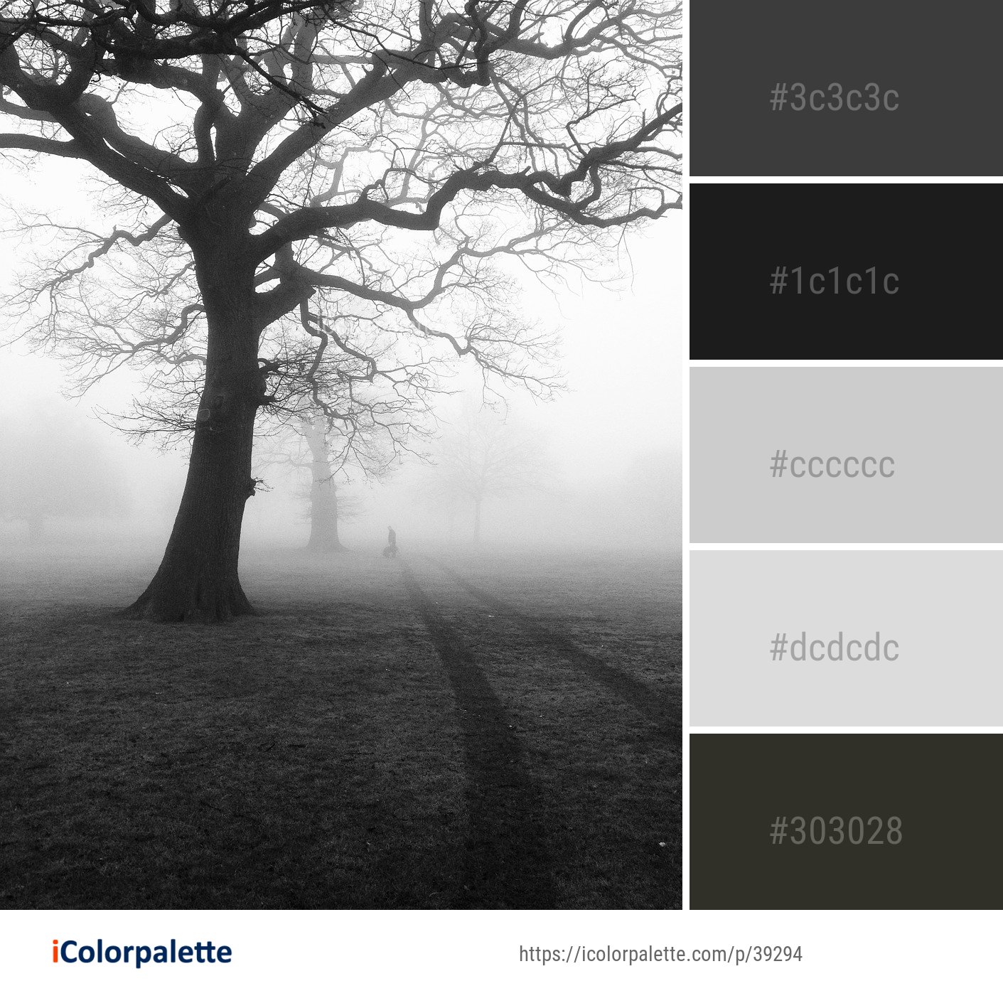 Color Palette Ideas from Tree Fog Black And White Image