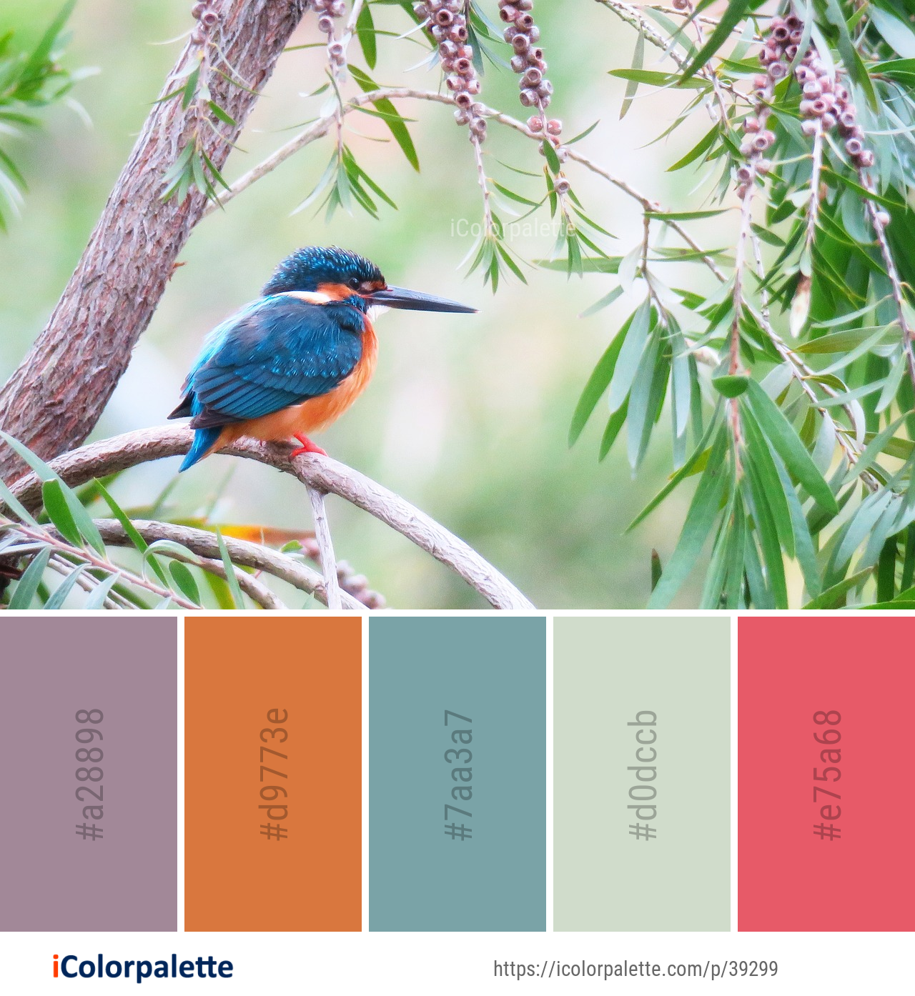 Color Palette Ideas from Bird Beak Fauna Image